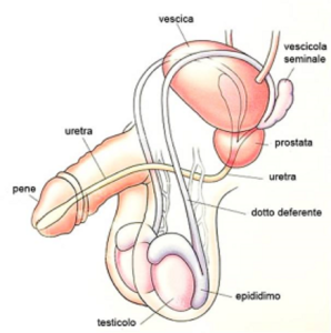 la struttura dello scroto del pene)